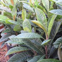 Evergreen Specimen Shrubs