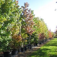 Feathered Trees