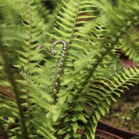 Ferns