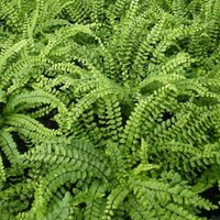 Ferns