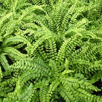 Ferns