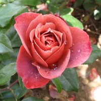 Floribunda & Hybrid T Roses