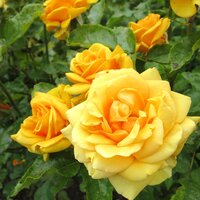 Floribunda & Hybrid T Roses