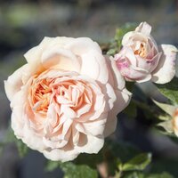 Floribunda & Hybrid T Roses