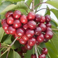 Fruit