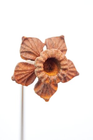 Garden Plant Support Daffodil Corten Steel