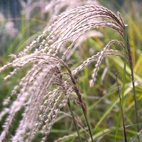 Grasses