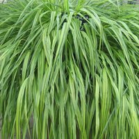 Grasses