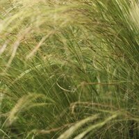 Grasses