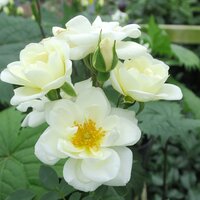 Ground Cover Roses