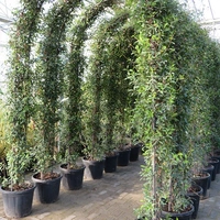 Head Shapes & Arches