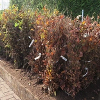 Hedging Bare Root