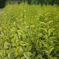 Hedging Containerised