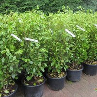 Hedging Containerised