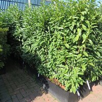 Hedging Containerised