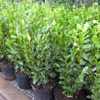 Hedging & Screening