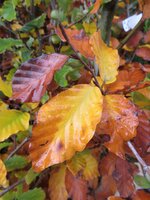 Hedging & Screening
