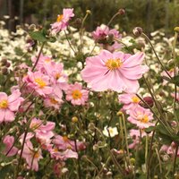 Herbaceous