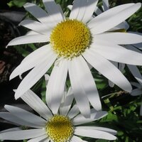Herbaceous