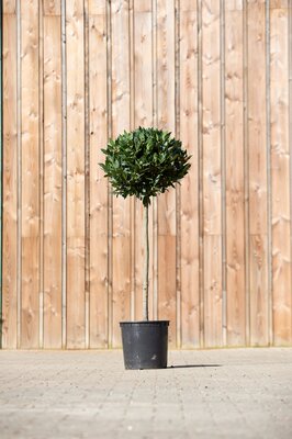 LAURUS nobilis 3/4 Standard
