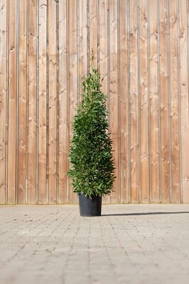 LAURUS nobilis angustifolia