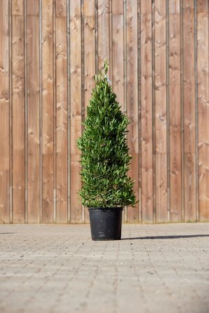 LAURUS nobilis angustifolia