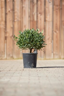 LAURUS nobilis angustifolia