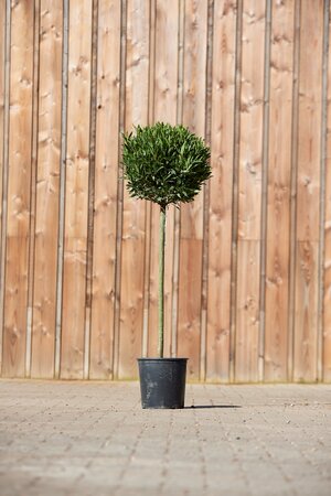 LAURUS nobilis angustifolia - image 1