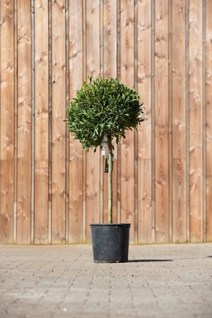 LAURUS nobilis angustifolia