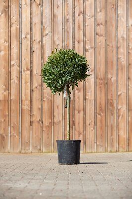 LAURUS nobilis angustifolia