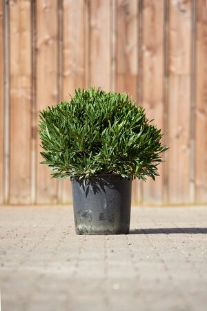 LAURUS nobilis angustifolia - image 1