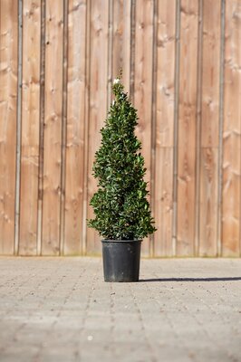 LAURUS nobilis 'Bay Junior'