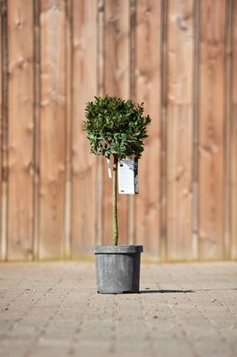 LAURUS nobilis 'Bay Junior'