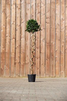 LAURUS nobilis Corkscrew Stem