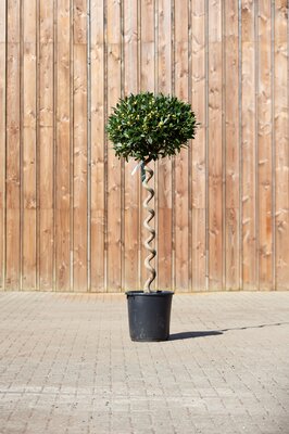 LAURUS nobilis Corkscrew Stem