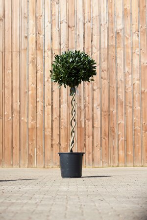 LAURUS nobilis Double Spiral Stems - image 1