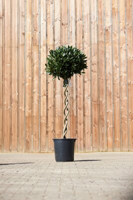 LAURUS nobilis Double Spiral Stems