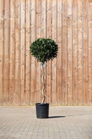 LAURUS nobilis Spiral Stem