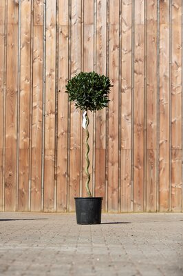 LAURUS nobilis Spiral Stem