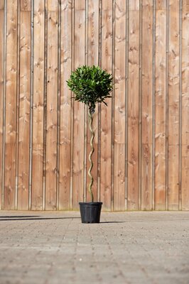 LAURUS nobilis Spiral Stem