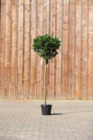 LAURUS nobilis Standard - image 1