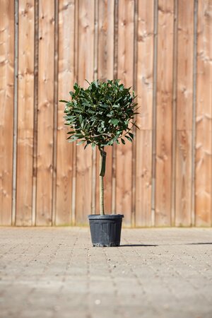 LAURUS nobilis Standard