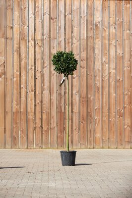 LAURUS nobilis Standard