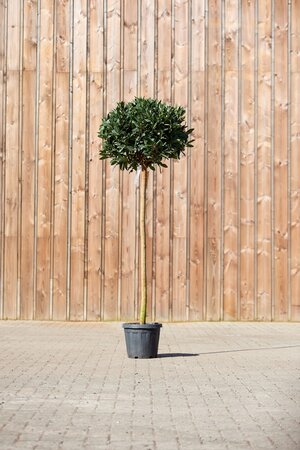 LAURUS nobilis Standard - image 1