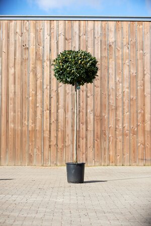 LAURUS nobilis Standard