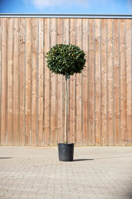 LAURUS nobilis Standard