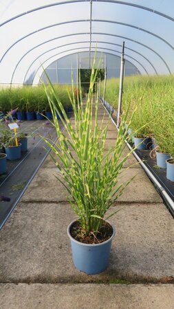 MISCANTHUS sinensis 'Strictus' - image 1
