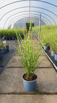MISCANTHUS sinensis 'Strictus' - image 1