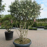 Multi-stem Topiary Options