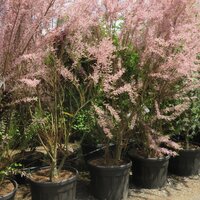 Multi-stem Trees